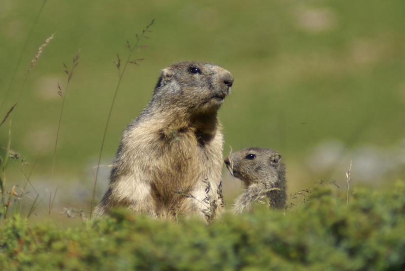 Marmotte, marmotte e ancora marmotte !!!